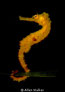 Seahorse, spotted in Pomene estuary, Mozambique. by Allen Walker 